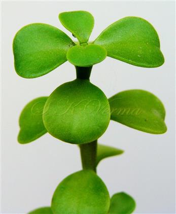  Leaves